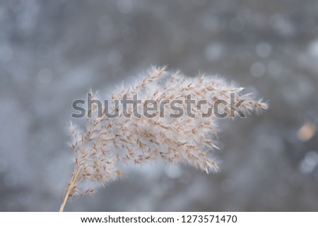 dry grass in winter