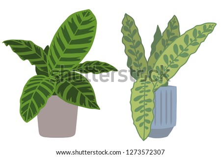 Calathea Zebrina and Lancifolia, two popular exotic tropical house plants in pots graphic vector illustration, also called Marantaceae or Prayer Plant