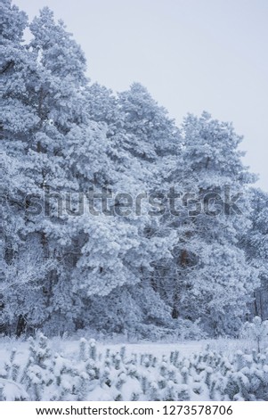 Winter frosty day with hoarfrost on the trees. Nature in the vicinity of Pruzhany, Brest region,Belarus.