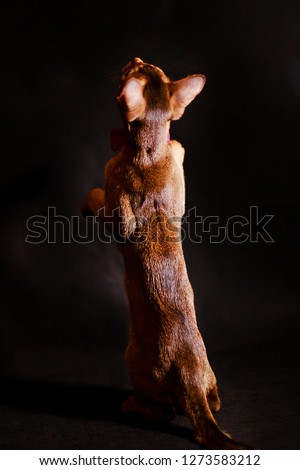 Abyssinian cat on a black background