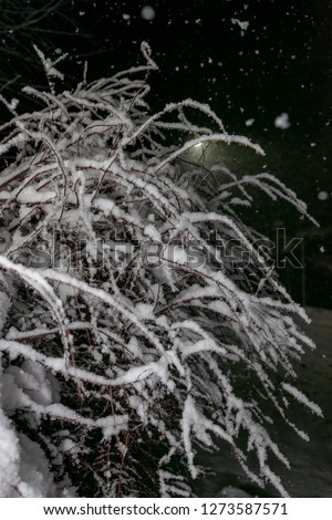 Branches of trees at night during a snowfall against the black sky