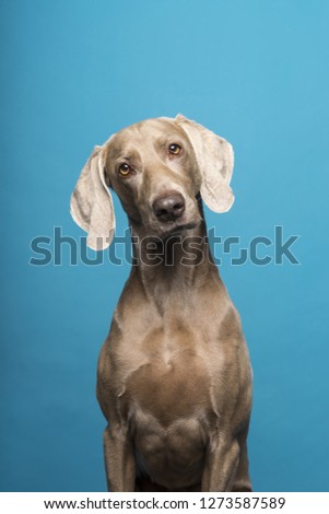 Portrait of female Weimaraner dog on a blue background tilted head