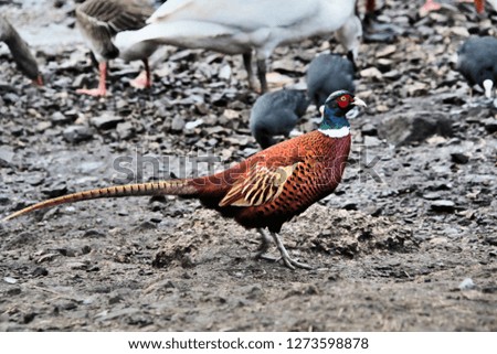 A picture of a Pheasant