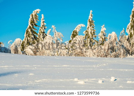 Amazing winter trees covered with fresh snow