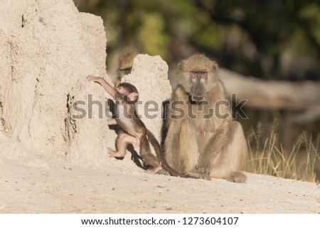 Chacma Baboons in Botswana