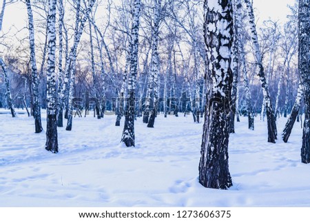 Birches in the snowy forest.