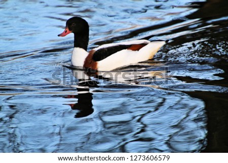 A picture of a Shelduck