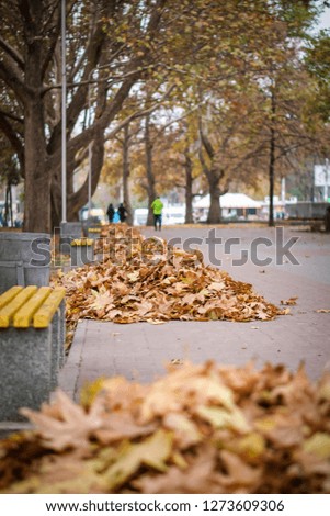 collected fallen leaves, yellow maple leaves, a lot of fallen leaves on the ground in the park
