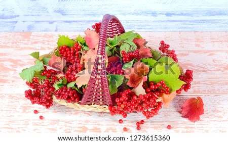 Picture postcard still life a bouquet of viburnum branches with green leaves and clusters of red berries in a wicker basket stands on a wooden table in brown against a purple wooden wall.  