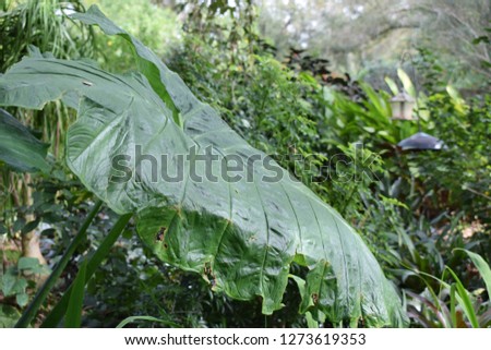 Elephant Ear in Nature