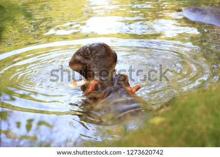 Hippo floating in water 