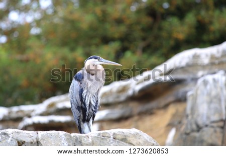 Great blue heron standing on rock