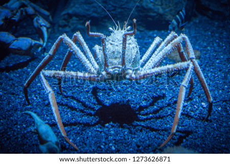 Spider crab in an aquarium