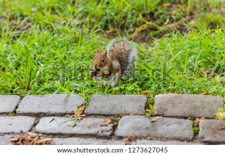 Squirrel in Central Park. Manhattan, New York City, USA.