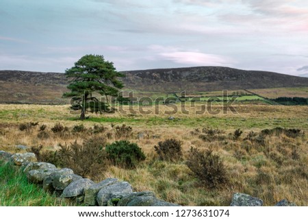 This is a picture of a pine tree in the Mourne Mountains at sunset