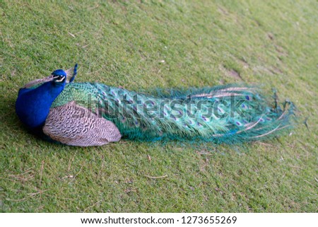Peacock resting on a garden