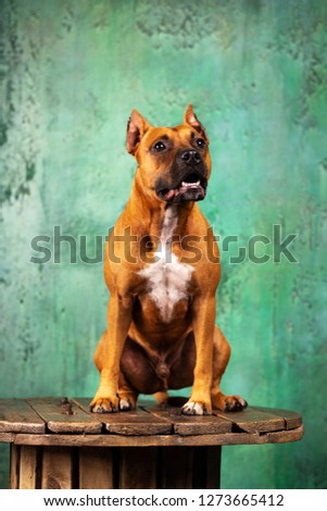 Red american staffordshire terrier with cropped ears sits indoor at green textured background