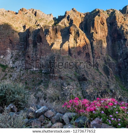 The colour blossom flowers among boulders on background of high rocks of Masca canyon walls illuminated by sun. Tenerife, Spain 