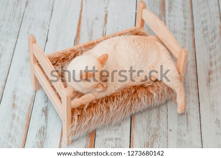 Thai white with red marks cat with blue eyes lies on small wooden bed with faux fur blanket on light background close-up shallow depth of field