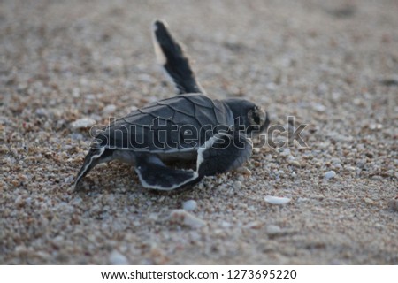 A new born green sea turtle on her way to her first swim. Ningaloo Reef, Western Australia.