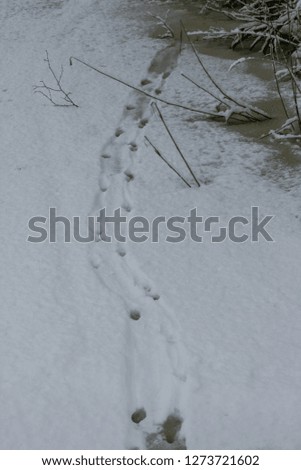 Traces of otter in the snow