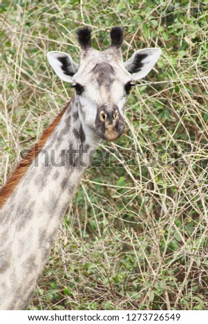 Head of Giraffe on green background, Safari, Tanzania , Africa 