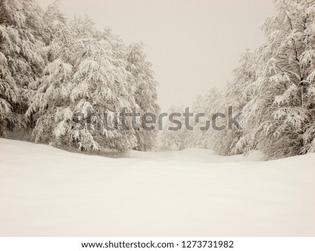 snow covered trees pine forest with blanket of fresh snow on hills and foggy sky