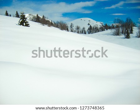 Smooth soft snow covered hills in the mountains with pine trees and blue sky 