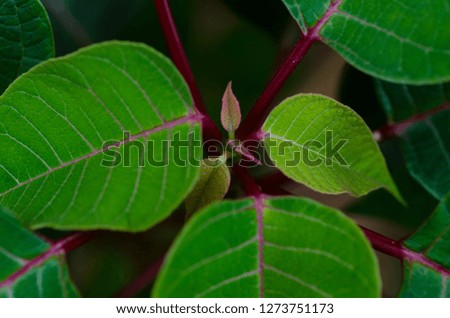 Green and red leaves