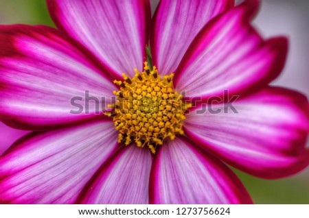 closeup beautiful pink cosmos flower