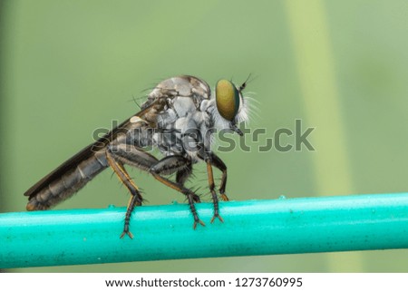 Macro image of a beautiful Robber Fly with blur green background