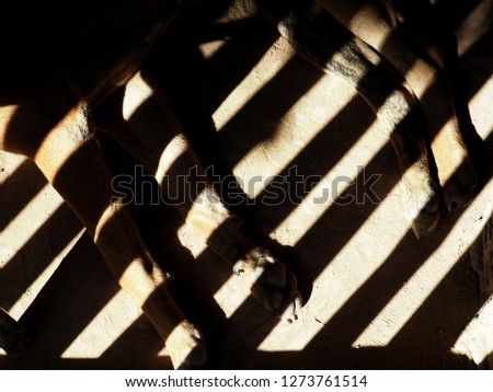 A dog sleeps in the shadows. 