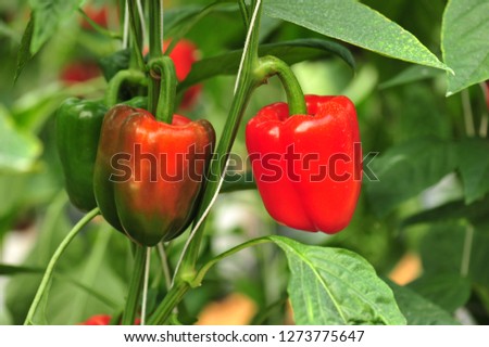 Red sweet peppers on the tree at Pangka Royal Project, Phayao. Royalty-Free Stock Photo #1273775647
