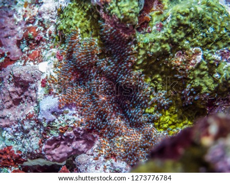 Egg mass of Anemone fish. Hatching out is soon. Ie island, Okinawa, Japan