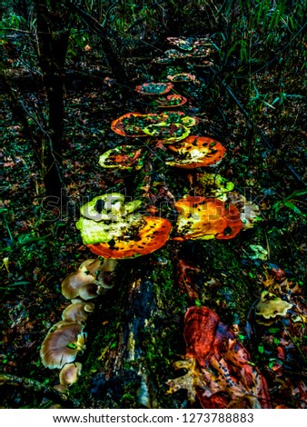 Magical Looking Mushroom Tree