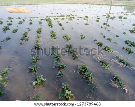 Waterlogged Potato Field Royalty-Free Stock Photo #1273789468
