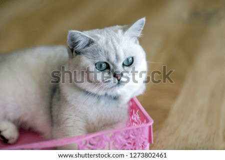 gray cat is lying in a pink basket in the room.soft focus.