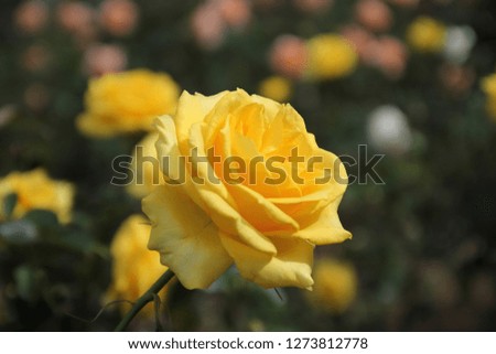 Yellow rose flower in roses garden. Top view. Soft focus.