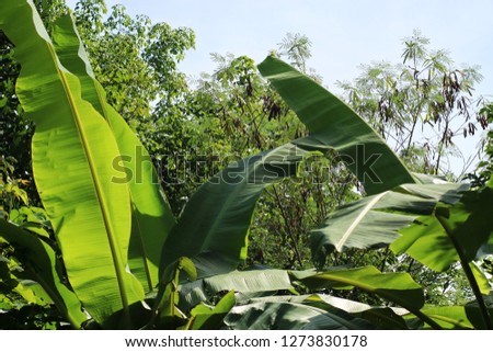 Bright green banana leaf
