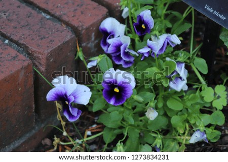 Purple Pansies Bloom