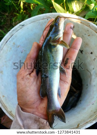 yellow catfish  in naure