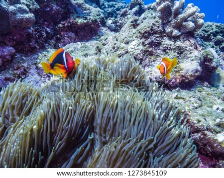 A pair of Tomato clownfish (Amphiprion frenatus  Brevoort, 1856) living in  Bubble-tip anemone. Ie island, Okinawa, Japan