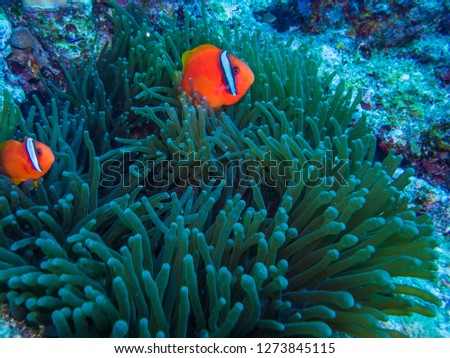 A pair of Tomato clownfish (Amphiprion frenatus  Brevoort, 1856) living in  Bubble-tip anemone. Ie island, Okinawa, Japan