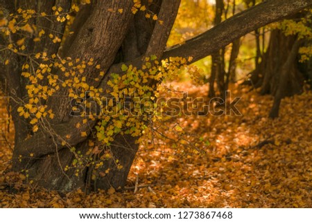 Autumn leaves and tree in sunlight