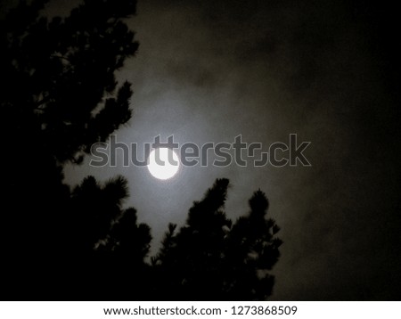 full moon between trees surrounded by clouds