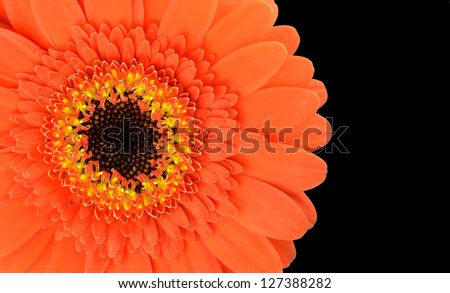 Orange Gerbera Flower Part Isolated on Black Background