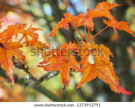 Colorful leaves of maple trees during autumn at Hoyt Arboretum in Portland, Oregon