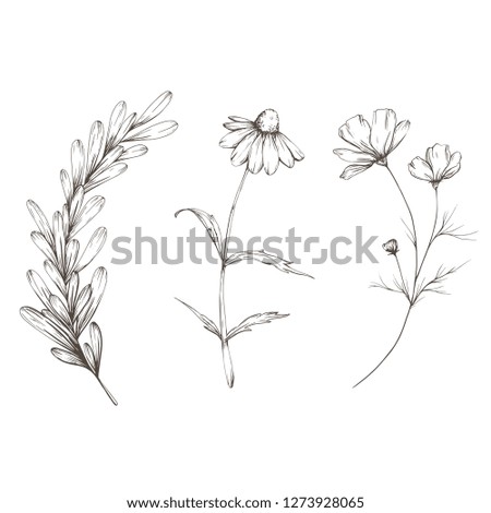 Set of hand-drawn vector flowers in vintage style.