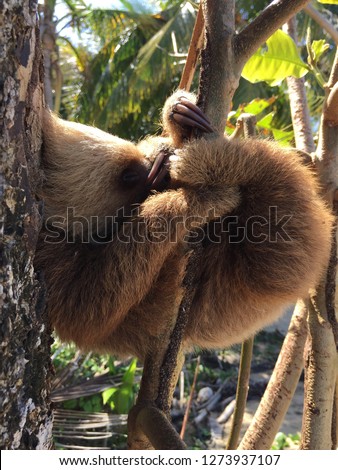 Sleeping sloth on a beach