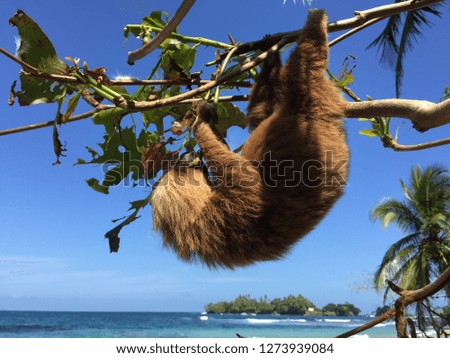 Eating sloth on a beach